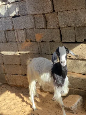 عنز ربي يبارك