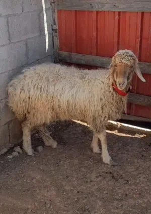 عقيقه ذبيخه نذر بلدي سن نظيف الموقع سحاب