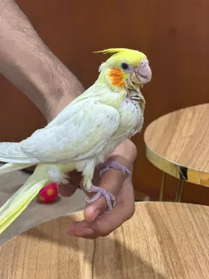 سلام عليكم طير كوكتيل اليف كلش عمره شهرين ونص