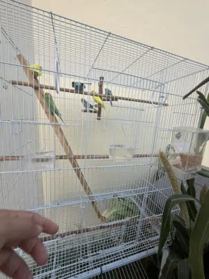 6 Budgies for sale