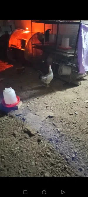 دجاجه فرنسيه كولمبيه
