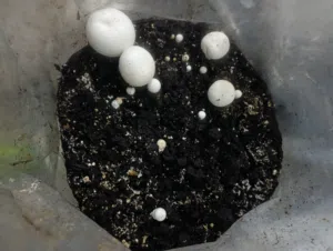 اكياس فطر الأجاركس مثمر وثمره فيه