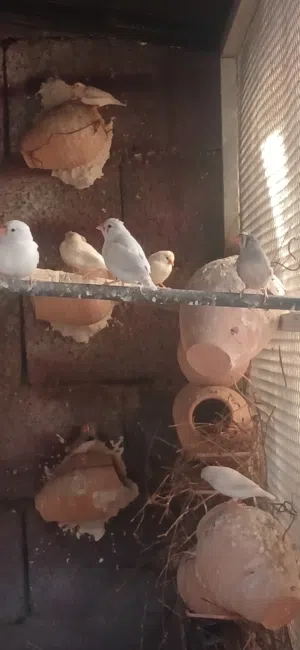 زيبرا مشوشة وعادية