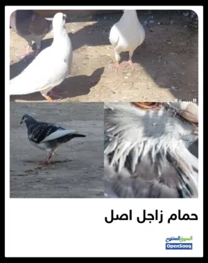 حمام زاجل اصل