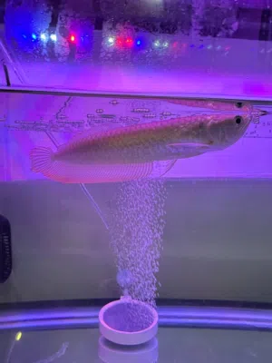 Silver Arowana