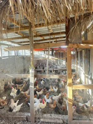 Poultry farm with everything for sale