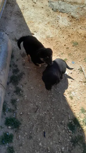 جروين رت ذكرين العمر 45 يوم مطعمات صحه ونضافه بسعر طري