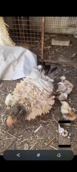 دجاج الكوشن كيرلي