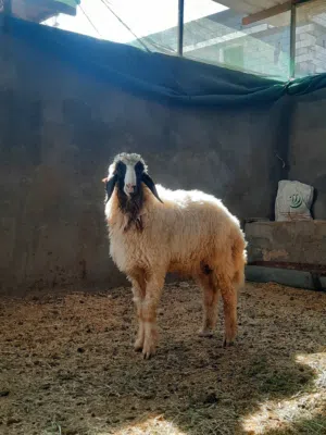 طلي معلوف مال بيت