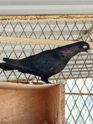 كويتي عرض خاص الزوج ب400.... Kuwaity pigeon
