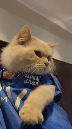 4cats for adoption  4 قطط للتبني