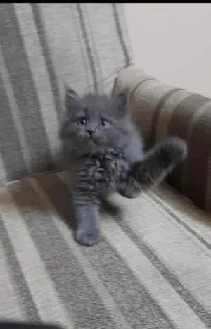بيع قط صغير جميل
