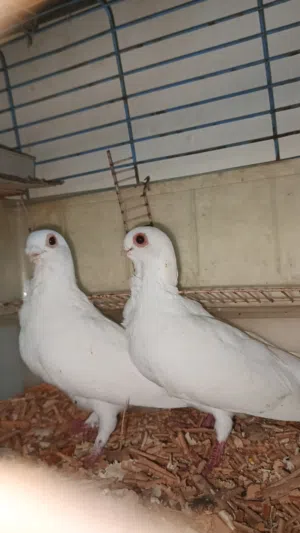 حمام زق موجوده بصيدا