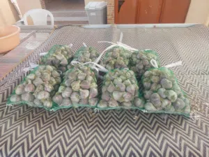 ثوم عماني طازج للبيع