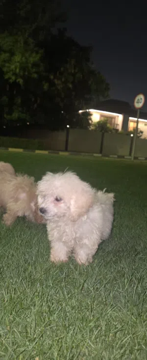 cutest dogs
