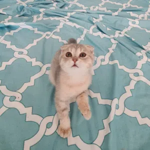 سكوتيش فولد انثى . سلالة نظيفة