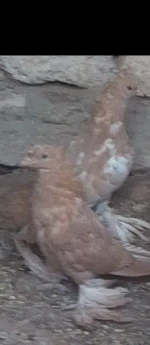 عبدالملك الرياني 