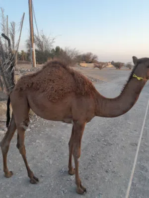 للبيع بكره باطنيه اصل
