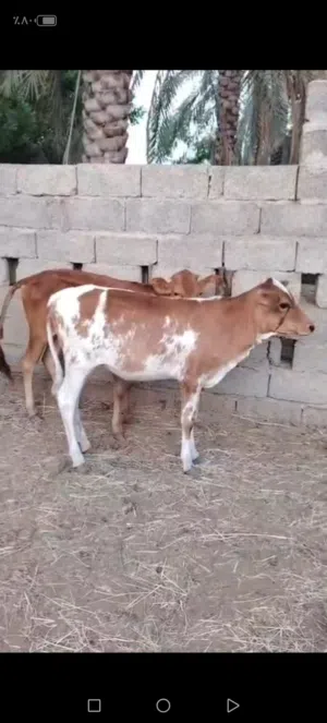 عجلات مهجنات فرصه الا يريد يربي جروزات ف الأكل ماشاء الله