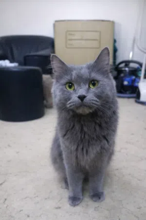 استمارة تبني قطة شيرازي  شروط التبني: توفير بيئة امنة وعدم التخلي عنها Adoption form Persian cat