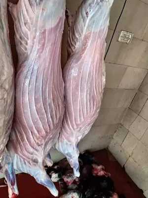 ‏غنم‏0