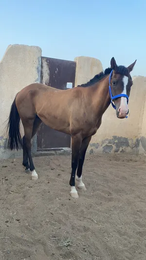 ‏خيل‏1