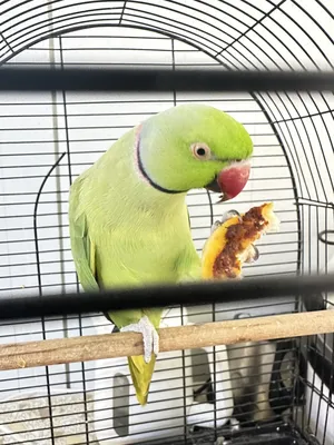 Parrots2