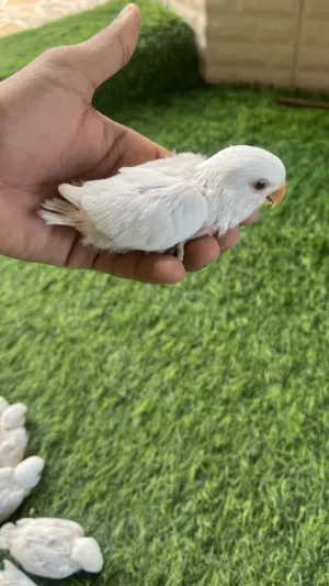 لمحبين التدريب والطيران الحر، للبيع فروخ روز بحجم طيب وطيور بصحة ممتازه وسعر مناسب