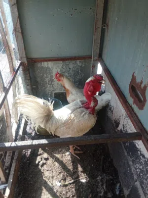 ديج ودجاجه للبيع