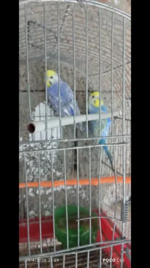 كوبيا رينبو للبيع