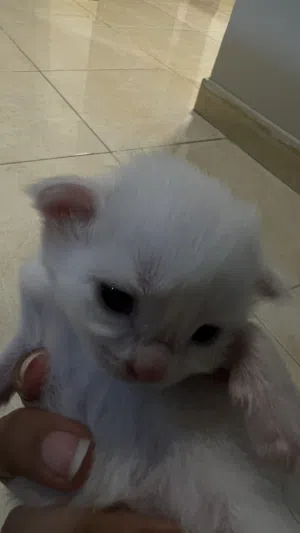 قطط للبيع مع الام