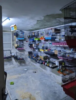 غرفه عصافير حب البادجي