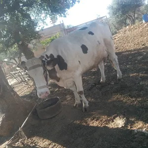 ‏أبقار‏1