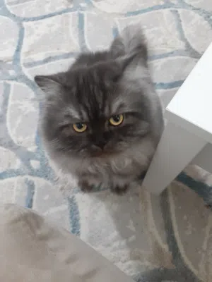 Azam 