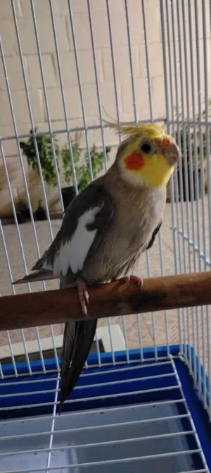 coktail bird male and parrot male