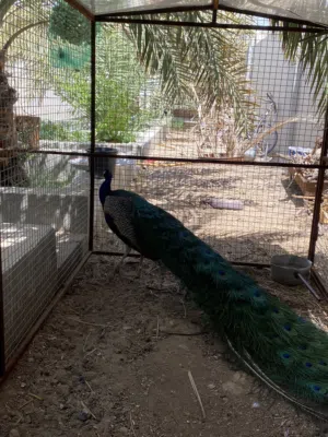 طاوؤس هندي للبيع