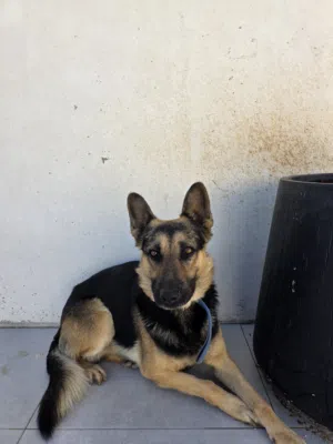 كلب جيرمن شيبرد عمر 10 أشهر