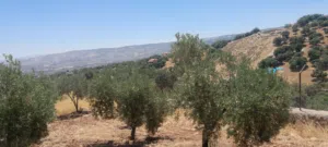 Residential Land for Sale in Salt Al Subeihi