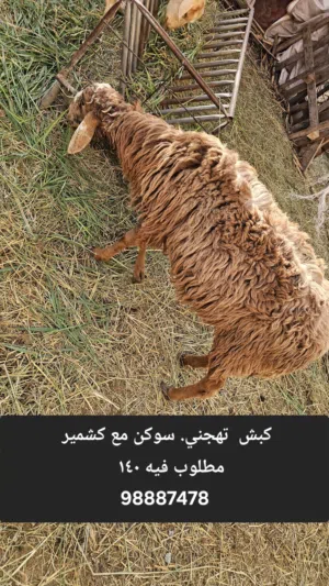 3 كباشه  اموره طيبه  اعمارهن  حدود  السنه و زايد شوي