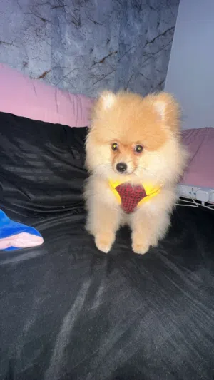 كلب بومرنيان أصلي (Pomeranian)
