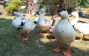 متوفر اعتاتيق بط فرنسي كلاي 2 ذكور و3 إنات لي التبديل بي دجاجات