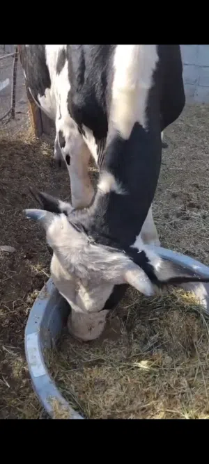 ثور هولندي للبيع
