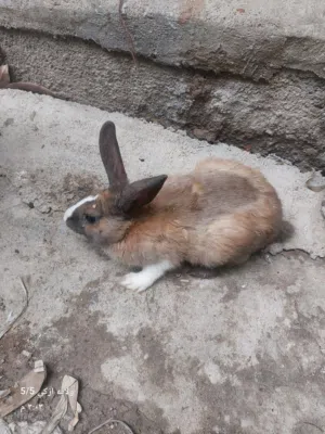 للبيع ارانب