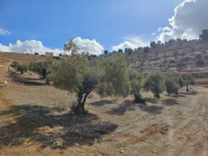 Farm Land for Sale in Jerash Qafqafa