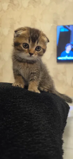 Scottish Fold Kittens Available for Adoption