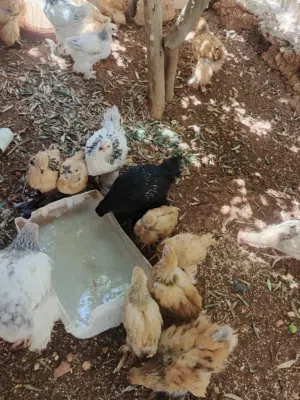 جاج عمر ثلاث اشهر وشهرين حجم جانبو