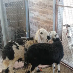 أبو آدم السريحي خليفه