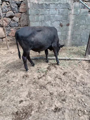 للبيع عجال ظفاريات العدد 2 و عجله مطعومات 3اشهر ب 350 العجل الأحمر العجله و العجل الأسود 360 في تنوف