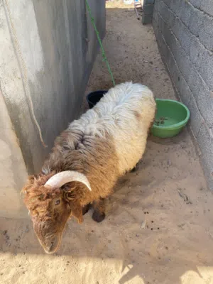 خروف للبيع