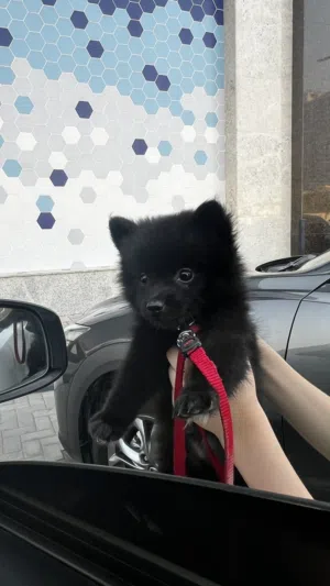Pomeranian